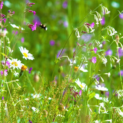 Pegdev - PDL - Woodland & Heavy Shade - Wild Flower & Grass Mix Seed - Meadow, Bees, Butterfly, Sowing Rate: 5g/m2 (1KG)