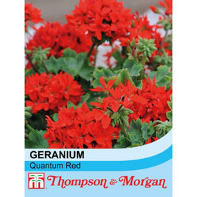 Pelargonium Quantum Red 1 Seed Packet (5 Seeds)