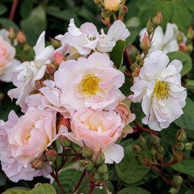 Penelope Rose Bush White Flowering Roses Shrub Rose 4L Pot
