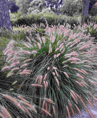 Pennisetum alopecuroides Hameln - Chinese fountain grass 3 x 9cm pots