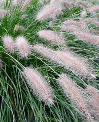Pennisetum alopecuroides Hameln - Chinese fountain grass 3 x 9cm pots