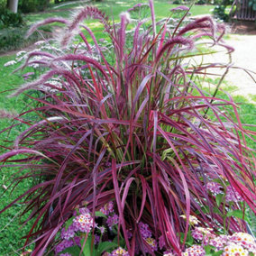 Pennisetum Chinese Fountain Grass Garden Plant - Coloruful Foliage, Compact Size (20-30cm Height Including Pot)