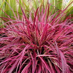 Pennisetum Fire-works 9cm Potted Plant x 1