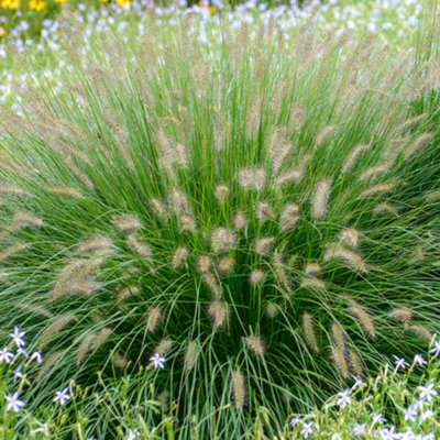 Pennisetum Hameln Gold Garden Plant - Golden Foliage, Compact Size (20-30cm Height Including Pot)