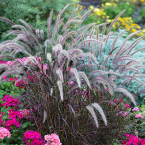 Pennisetum Rubrum Garden Plant - Deep Red Foliage, Compact Size (20-30cm Height Including Pot)