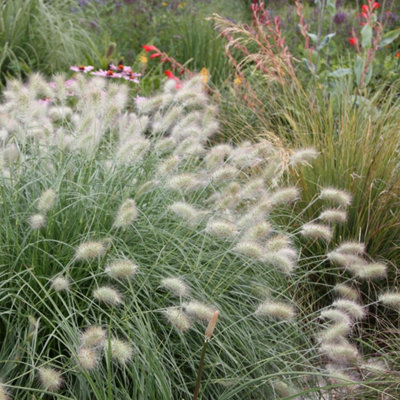 pennisetum-villosum-feathertop-9cm-pot-grass-plant