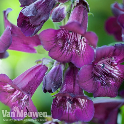 Penstemon Blackberry Icecream 3 Jumbo Plug Plants 35mm