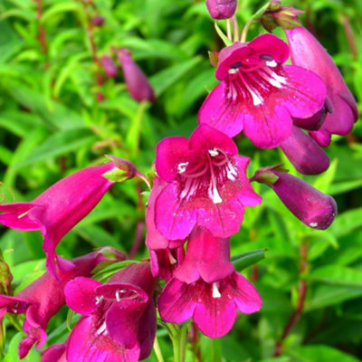 penstemon-blackbird-3-litre-potted-plant-x-1