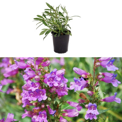Penstemon 'Heavenly Blue' in 9cm Pot - Flowers During Summer and Autumn