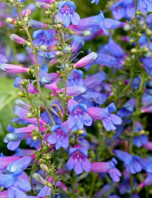 Penstemon 'Heavenly Blue' in 9cm Pot - Flowers During Summer and Autumn