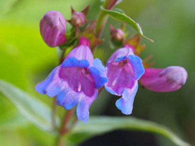 Penstemon 'Heavenly Blue' in 9cm Pot - Flowers During Summer and Autumn - 3