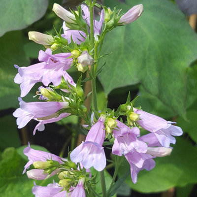 Penstemon 'Heavenly Blue' in 9cm Pot - Flowers During Summer and Autumn - 4