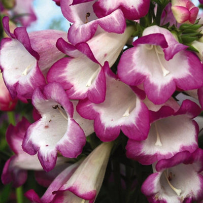 Penstemon Laura 1 Jumbo Plug Plant