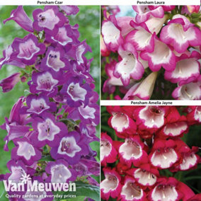 Penstemon Patio Collection 3 Jumbo Plug Plants (35mm)
