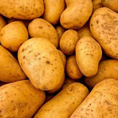 Pentland Dell Potato 11 x Tubers - High Yielding, Floury Variety for ...