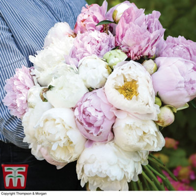 Peony Cut Flower Mix 6 Bare Root Plants DIY at B&Q