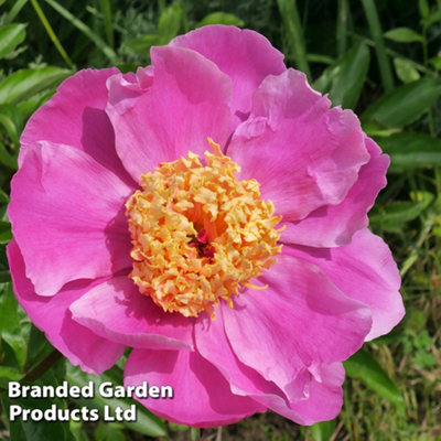 Peony Doreen 1 Bare Root Plant