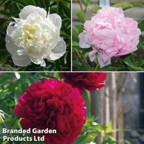 Peony Double Collection 9cm Potted Plants x 3