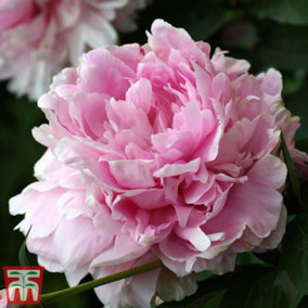 Peony Double Pink - 9cm Potted Plant x 1