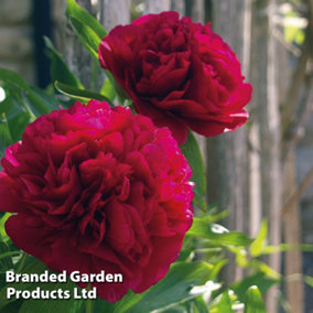 Peony Double Red - 9cm Potted Plant x 1