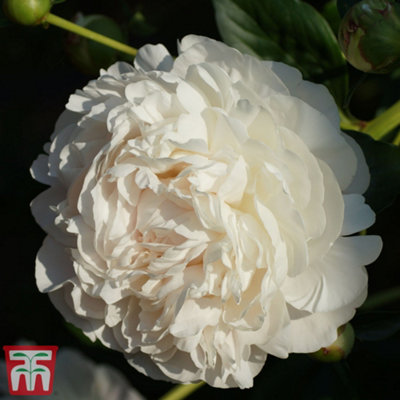 Heve PEONYペプラムBL ホワイト 楽天市場】【SALE】イージーケアハイネックペプラムブラウス