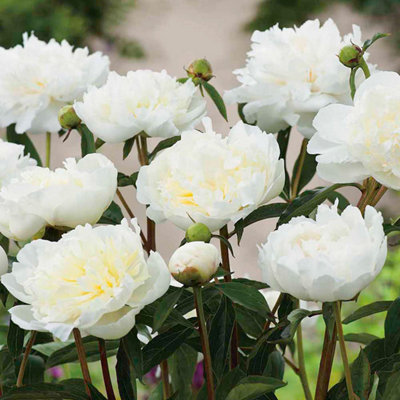 Buy Peony Double White 9cm Potted Plant x 1 at B&Q