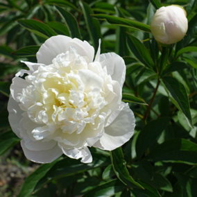 Peony Double White 9cm Potted x 2