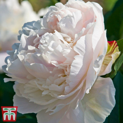 Peony Duchesse de Nemours 1 Bare Root (Size 1/2) DIY at B&Q