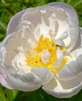 bacularis plant care 4