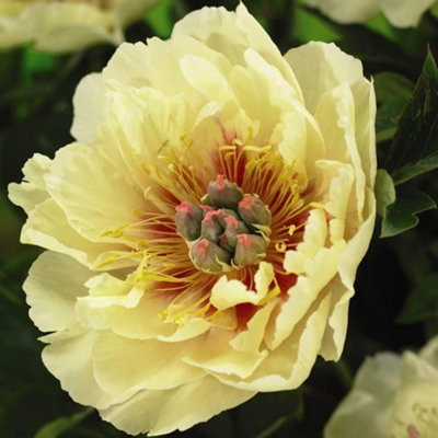 Peony ITOH Garden Treasure 3 Litre Pot x 1