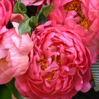 Pink hawaiian deals coral peony