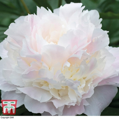 Shirley store temple peony