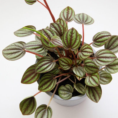 Peperomia 3 Plant Mix - 3 Indoor Plants in 6cm Pots - Ideal for Terrariums