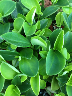Peperomia 3 Plant Mix - 3 Indoor Plants in 6cm Pots - Ideal for Terrariums - 3