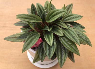 Peperomia 3 Plant Mix - 3 Indoor Plants in 6cm Pots - Ideal for Terrariums - 4