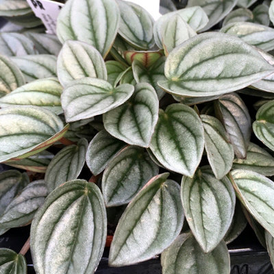 Peperomia 3 Plant Mix - 3 Indoor Plants in 6cm Pots - Ideal for Terrariums - 5