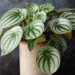 Peperomia Argyreia - Indoor Plant in 12cm Pot, Watermelon Peperomia with Bright Foliage (15-25cm Height Including Pot)