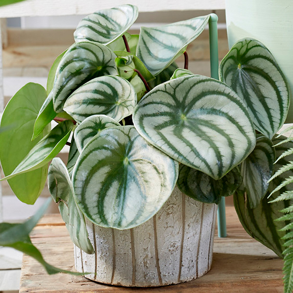 Peperomia Argyreia - Indoor Plant in 12cm Pot, Watermelon Peperomia Argyreia - Indoor Plant in 12cm Pot, Watermelon
