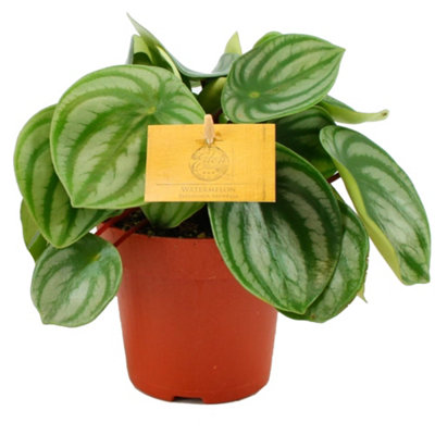 Peperomia Argyreia - Watermelon Peperomia with Silver Stripes (15-25cm)