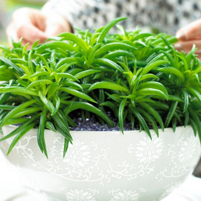 Peperomia Happy Bean - Indoor Plant with Small Succulent Green Leaves,  Compact Size (15-25cm Height Including