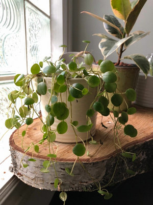 Peperomia Pepperspot - String of Coins in 6cm Pot - Ideal for Hanging Planter