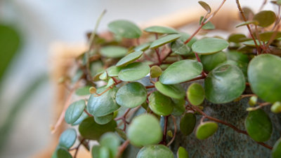Peperomia Pepperspot - String of Coins in 6cm Pot - Ideal for Hanging Planter