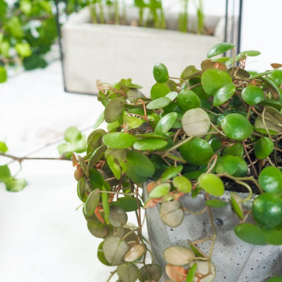 Peperomia Pepperspot - String of Coins in 6cm Pot - Ideal for Hanging Planter