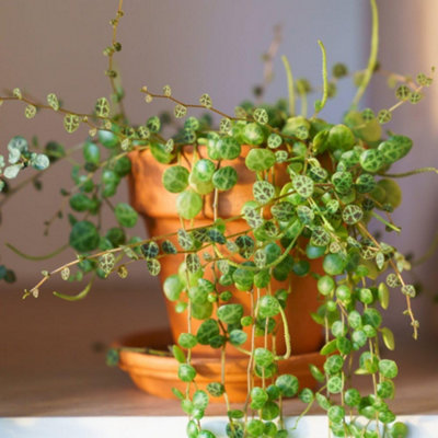 Peperomia Prostrata String of Turtles Trailing Tortoiseshell Houseplant ...