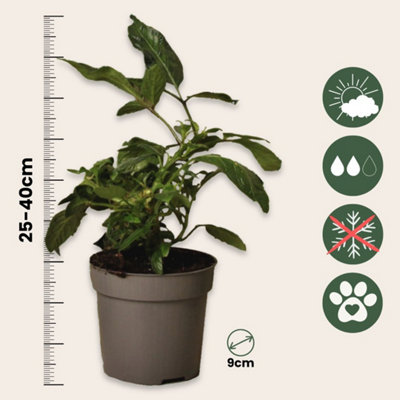 biodegradable plant containers 140x80MM Biodegradable Starting Pots with Adjustable Humidity Dome Co –  MUCIAKIE main image 1
