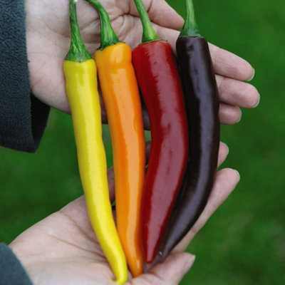 Pepper Chilli Heatwave Improved Mix F1 1 Seed Packet