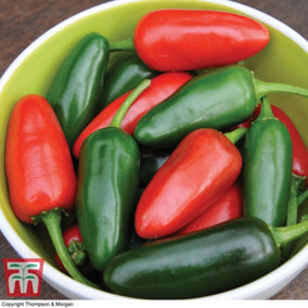 Pepper Chilli Jalapeno 1 Seed Packet (10 Seeds)