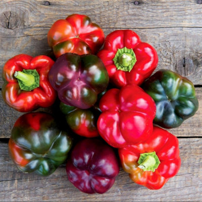 Pepper F1 Cardinal Purple Sweet Gourmet Easy Grow High Yield Compact ...