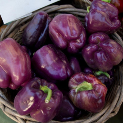 Pepper F1 Cardinal Purple Sweet Gourmet Easy Grow High Yield Compact ...