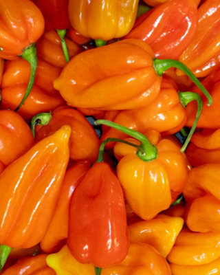 Pepper Mohawk Sweet and Mild Crisp Flavour Easy to Grow High Yield ...